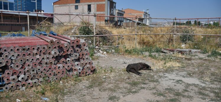 Sivas'ta bir köpek av tüfeğiyle öldürülmüş bulundu
