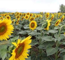 Tarımsal kuraklığın yaşandığı Amasya'da çiftçiler, daha az su gerektiren yağlık ayçiçeği üretiyor