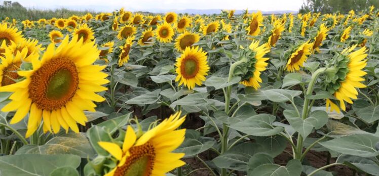 Tarımsal kuraklığın yaşandığı Amasya'da çiftçiler, daha az su gerektiren yağlık ayçiçeği üretiyor