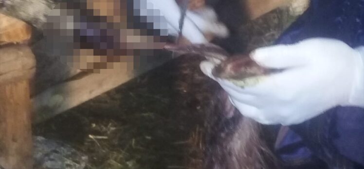 Tokat'ta 6 büyükbaş hayvanın kuyruğu kesildi