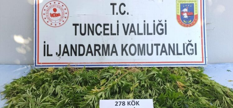 Tunceli'de 278 kök kenevir bitkisi ele geçirildi