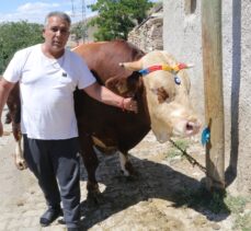 Yozgat’ta 1,3 tonluk “Çakırbey” isimli kurbanlık boğa 35 bin liraya satışa sunuldu
