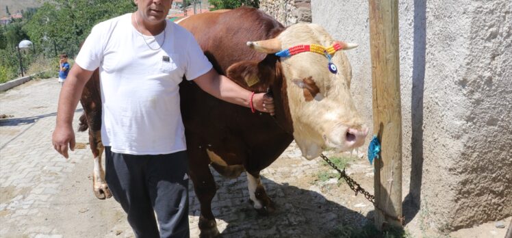 Yozgat’ta 1,3 tonluk “Çakırbey” isimli kurbanlık boğa 35 bin liraya satışa sunuldu
