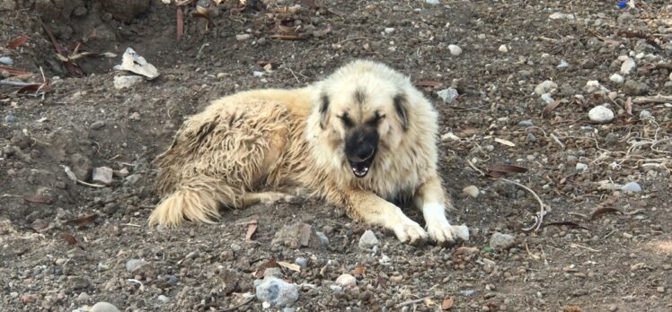 Adana'da köpeklerin kovaladığı çocuk otomobilin çarpması sonucu hayatını kaybetti