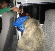 Ağrı'da kafası kutuya sıkışan ayı yavrusunu itfaiye ekipleri kurtardı