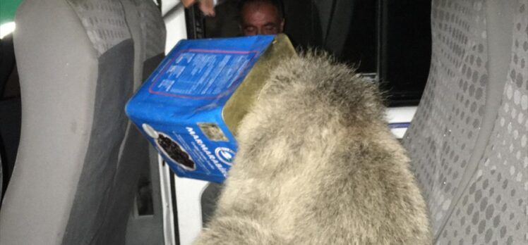 Ağrı'da kafası kutuya sıkışan ayı yavrusunu itfaiye ekipleri kurtardı
