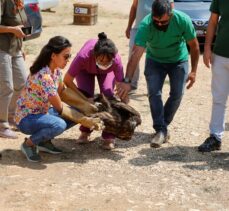 Antalya'da bitkin bulunup rehabilite edilen ak kuyruklu kartal doğaya salındı