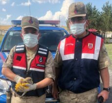 Ardahan'da jandarmanın yaralı halde bulduğu kerkenez kuşu tedaviye alındı