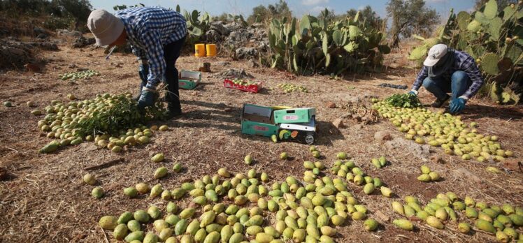 Batı Şeria'da koşinil böceği nedeniyle Hint incirinin üretimi düşüyor