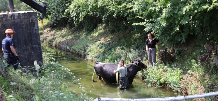Bolu'da sulama kanalına düşen ineği itfaiye kurtardı