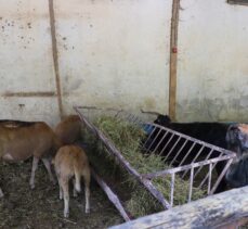 Burdur'da ağıl yangınında hayvanları telef olan şehit ailesini devlet yalnız bırakmadı