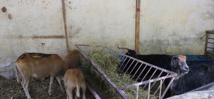 Burdur'da ağıl yangınında hayvanları telef olan şehit ailesini devlet yalnız bırakmadı
