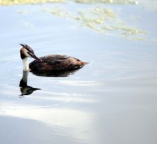 Doğa harikası Çıldır Gölü sonbahardaki göçe hazırlanan kuşlar ile şenlendi