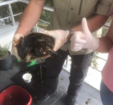 Edirne'de zifte bulanan kaplumbağa kurtarıldı