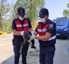 Eskişehir'de bitkin haldeki kara leyleği jandarma ekipleri kurtardı