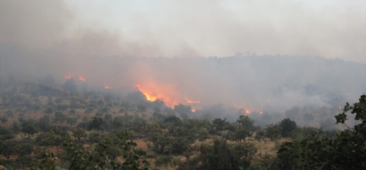 GÜNCELLEME – Gaziantep'in Nizip ilçesinde ormanlık alanda çıkan yangın kontrol altına alındı