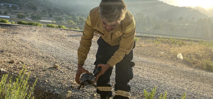Gündoğmuş'taki yangında mahsur kalan kaplumbağayı orman işçileri kurtardı