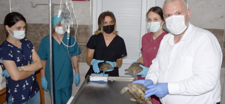 İzmir'de makilik alandaki yangından kurtarılan 3 kaplumbağa tedaviye alındı
