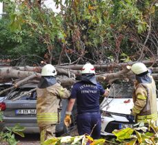 Kadıköy'de bir ağacın devrilmesi nedeniyle 4 otomobilde hasar oluştu