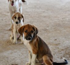Kastamonu'daki selden kurtarılan 12 yavru köpeği sahiplendirilmek üzere Gaziantep'e götürdü