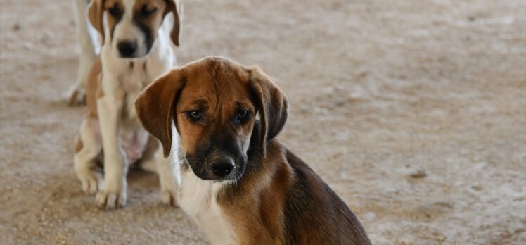 Kastamonu'daki selden kurtarılan 12 yavru köpeği sahiplendirilmek üzere Gaziantep'e götürdü