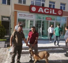 Kayseri'de hasta yaban keçisi koruma altına alındı