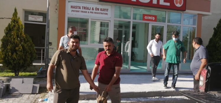 Kayseri'de hasta yaban keçisi koruma altına alındı