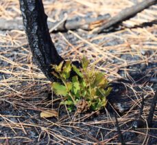Kilis'te yanan ormanlık alan yeniden yeşermeye başladı