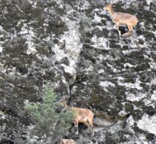 Koruma altındaki yaban keçileri Erzurum dağlarına güzellik katıyor