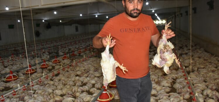 Malatya'da çiftlikteki 35 bin tavuk telef oldu