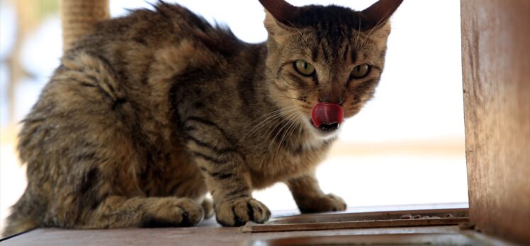 Mersin'de sahil bandındaki kedi evleri “can dostlara” yuva oldu