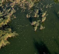 ODTÜ Eymir Gölü'nde siyanobakterideki aşırı artışı anbean takip edip önlem alıyor