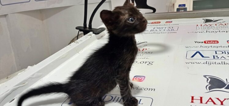 Osmaniye'de ağzı bağlı poşette bulunan kedi yavrusu tedaviye alındı