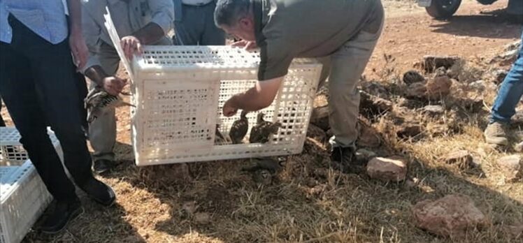 Şanlıurfa'da doğaya 1500 keklik salındı