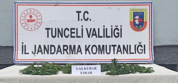 Tunceli'de bir kişi evinde esrar yetiştirdiği iddiasıyla gözaltına alındı