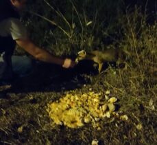 Tuzla Belediyesi zabıta ekipleri yemeklerini yavru tilkilerle paylaşıyor