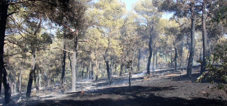 Uşak'ta 2,5 hektarlık orman alanının zarar gördüğü yangın kontrol altına alındı
