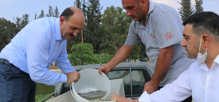 Adana Su Ürünleri Üretim İstasyonu'nda yetiştirilen 2 milyon balık yavrusu göl ve göletlere bırakıldı