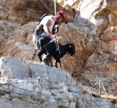 Bodrum'da kayalıklarda mahsur kalan iki keçi kurtarıldı