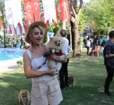 Denizli Pati Festivali'nde köpekler sokak hayvanları için yarıştı