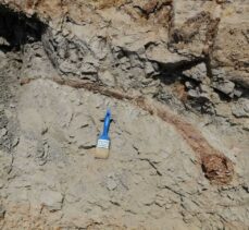 Denizli'de 17 milyon yıl öncesine tarihlenen fil dişi fosili bulundu