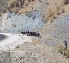 Elazığ'da ağıldan kaçan keçiler termal drone ile bulundu