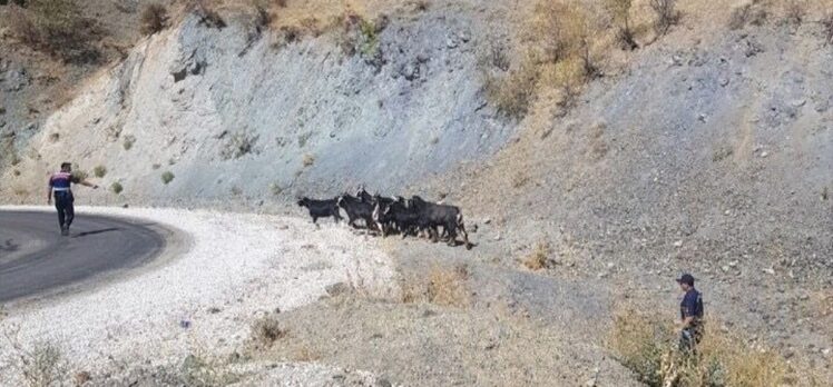 Elazığ'da ağıldan kaçan keçiler termal drone ile bulundu