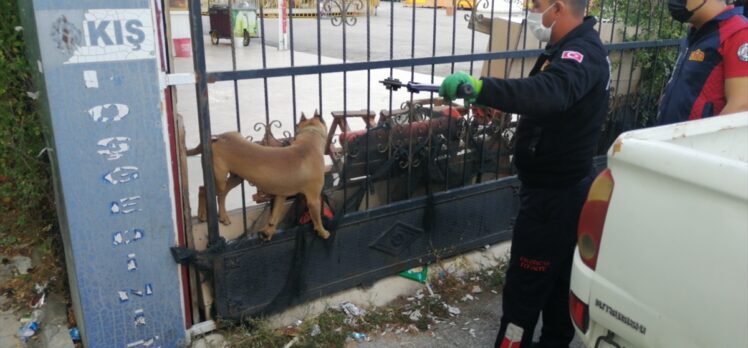 Erzincan'da başı demir kapıya sıkışan köpeği itfaiye kurtardı