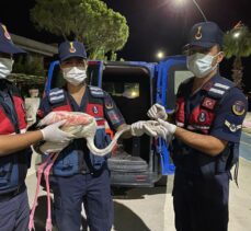 İzmir'de yaralı flamingoya jandarma ekipleri sahip çıktı