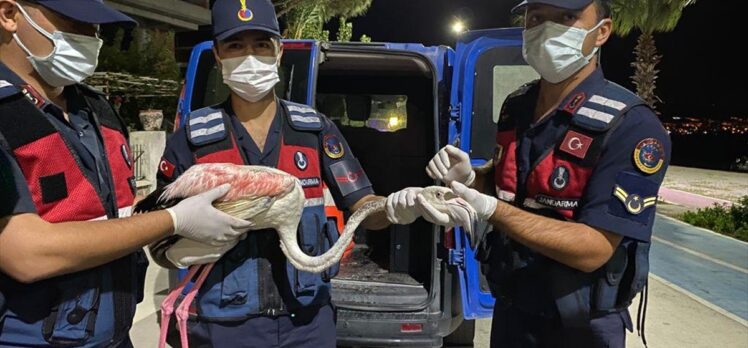 İzmir'de yaralı flamingoya jandarma ekipleri sahip çıktı
