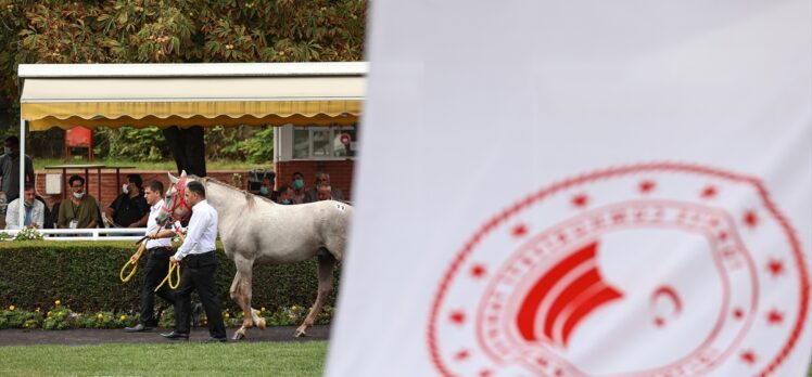 Safkan Arap yarış atı “Cengaver” 680 bin liraya satıldı