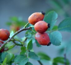 Sarıçam ormanlarına dikilen meyve fidanları sayesinde yaban hayatı aç kalmıyor