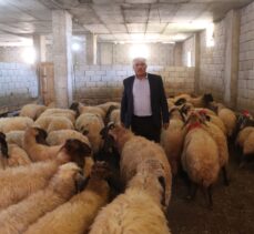 Siirt'te hayvancılığı geliştirme projesi kapsamında çiftçilere koyun dağıtıldı