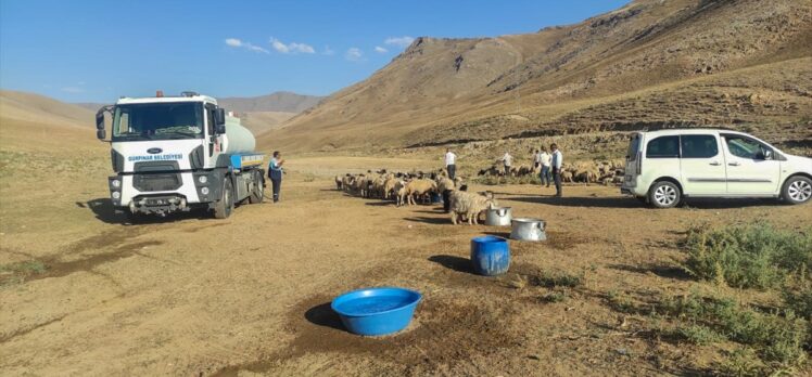 Van'da belediye ekipleri susuz kalan koyun sürüsüne tankerle su taşıdı